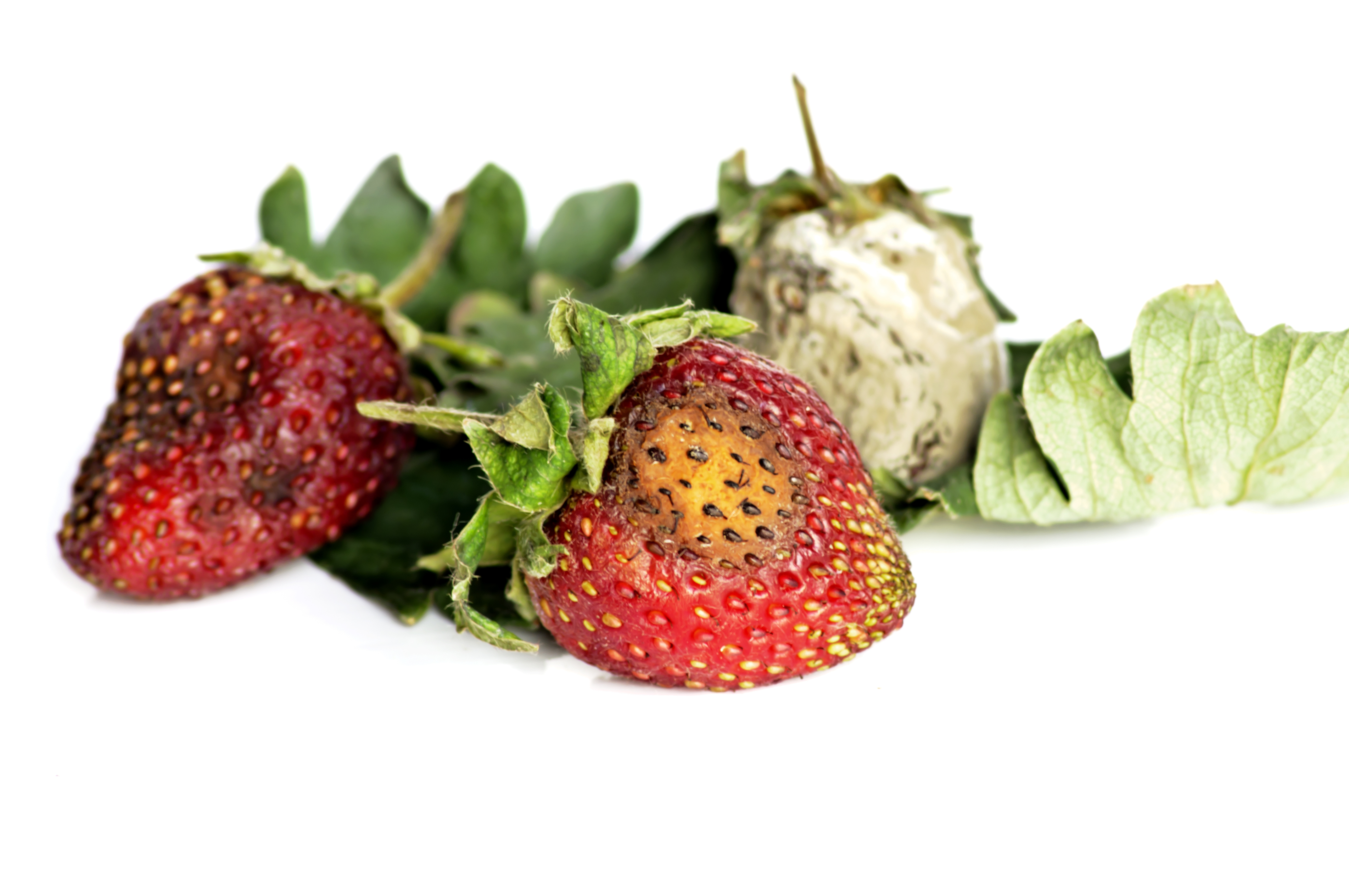 Food spoilage, hygiene and safety